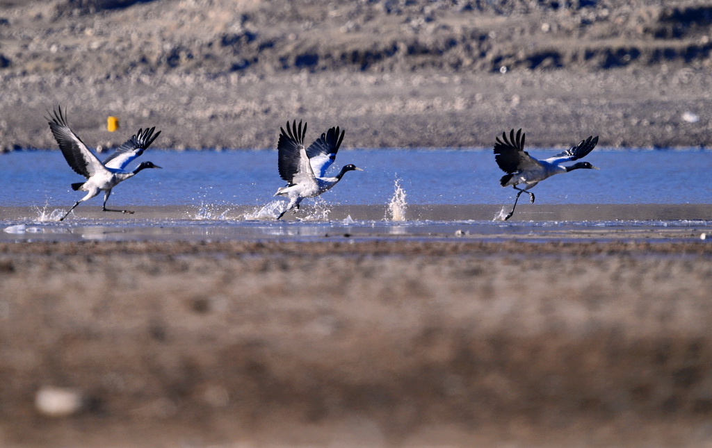 這是在林周縣虎頭山水庫拍攝的黑頸鶴（3月17日攝）。新華社記者 張汝鋒 攝