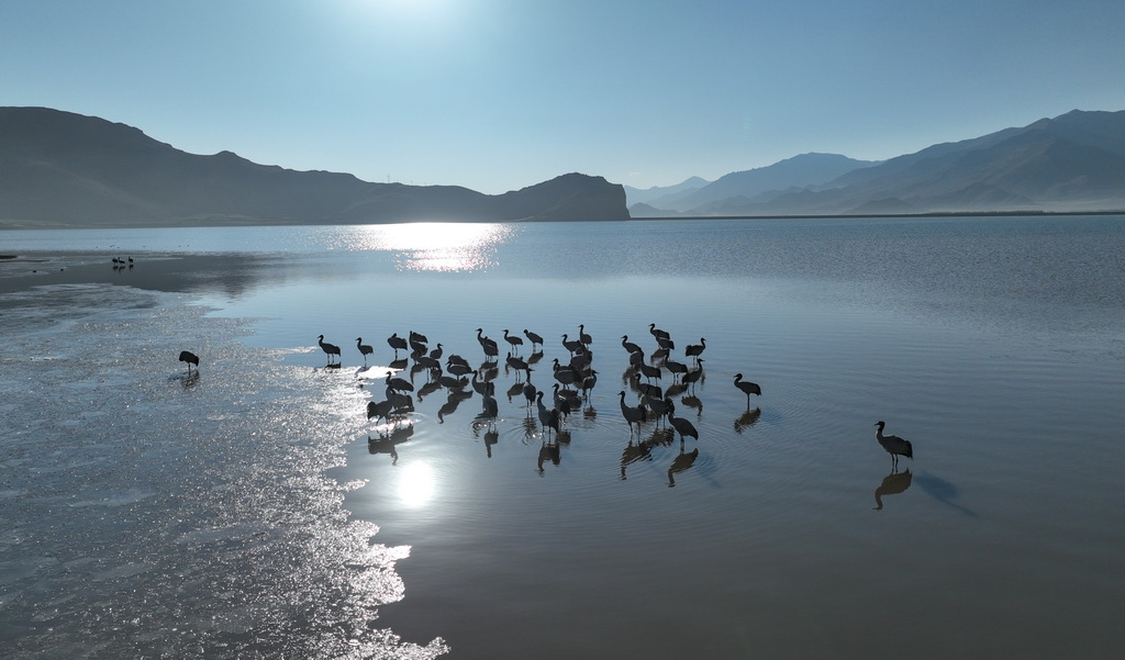 這是在林周縣虎頭山水庫拍攝的黑頸鶴（3月17日攝，無人機照片）。新華社記者 晉美多吉 攝