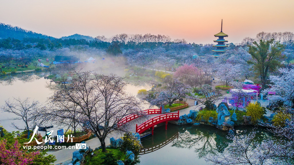  Wuhan, Hubei: East Lake cherry blossoms