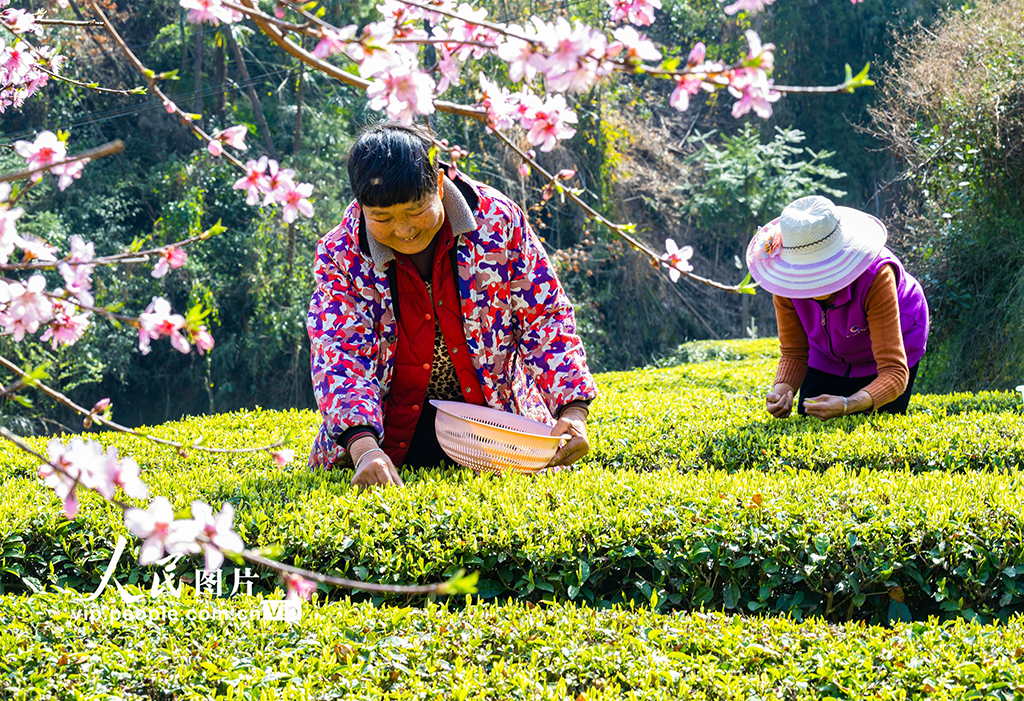 2024年3月20日，茶農在湖北省宜昌市秭歸縣茅坪鎮金缸城村茶園採摘早春茶。