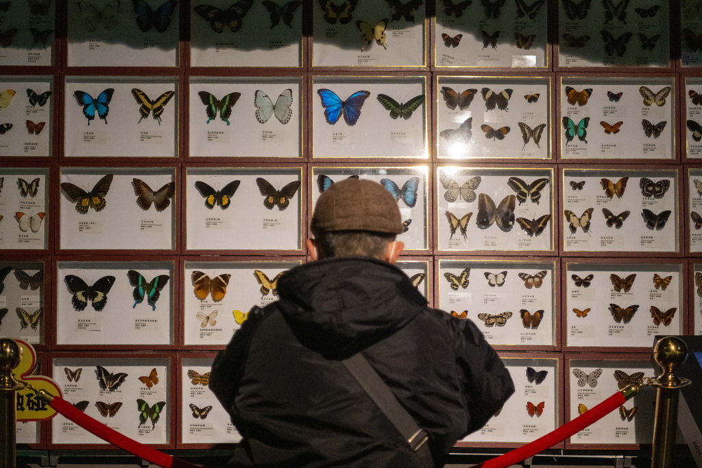 3月21日，游客在中國（哈爾濱）森林博物館內拍攝蝴蝶標本。
