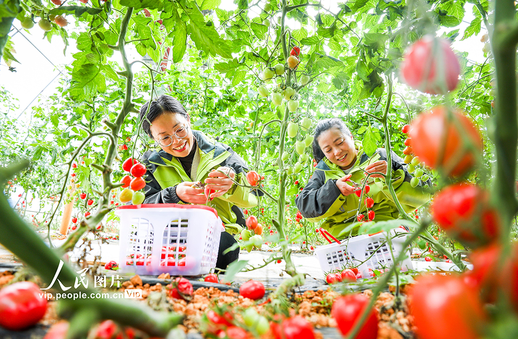 江西南豐：採收聖女果 供應市場