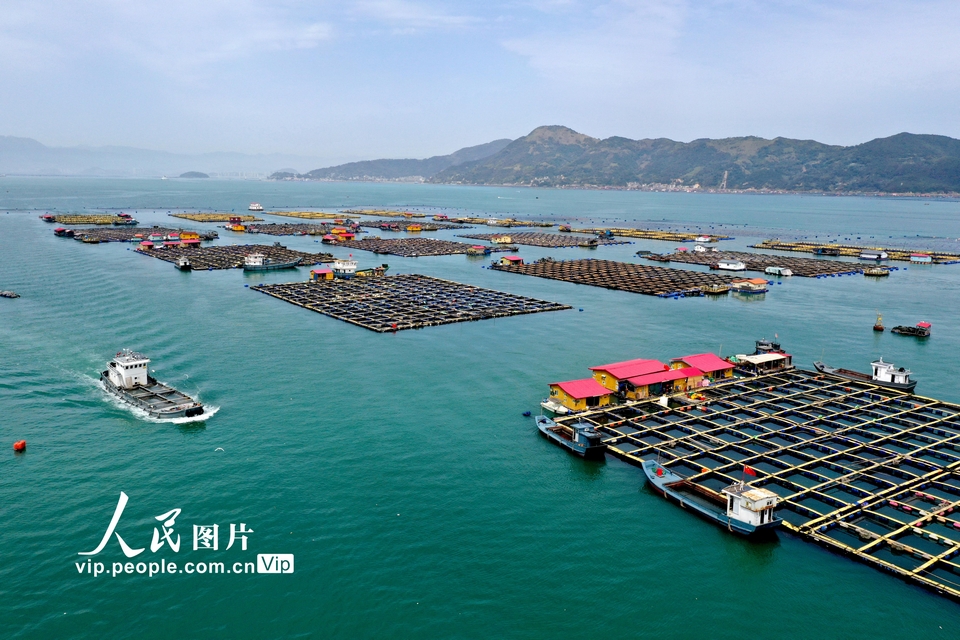 2024年3月21日，福建省宁德市蕉城区白基湾海域大黄鱼养殖基地，养殖工人们驾驶渔船在海上作业。