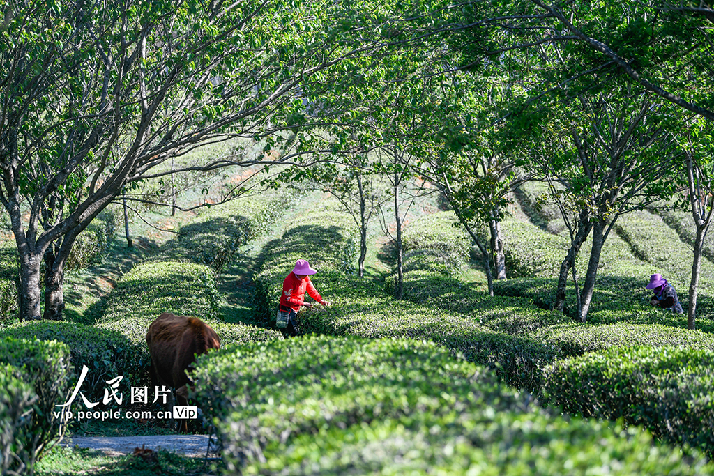 貴州興義：萬畝春茶採摘忙