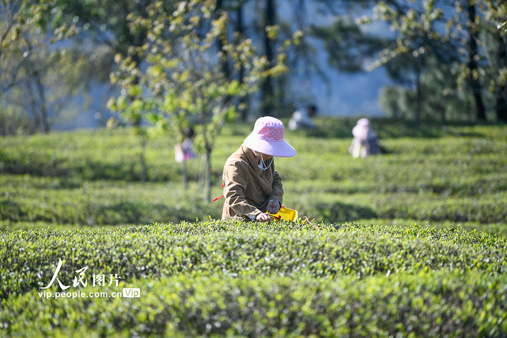 貴州興義：萬畝春茶採摘忙【5】