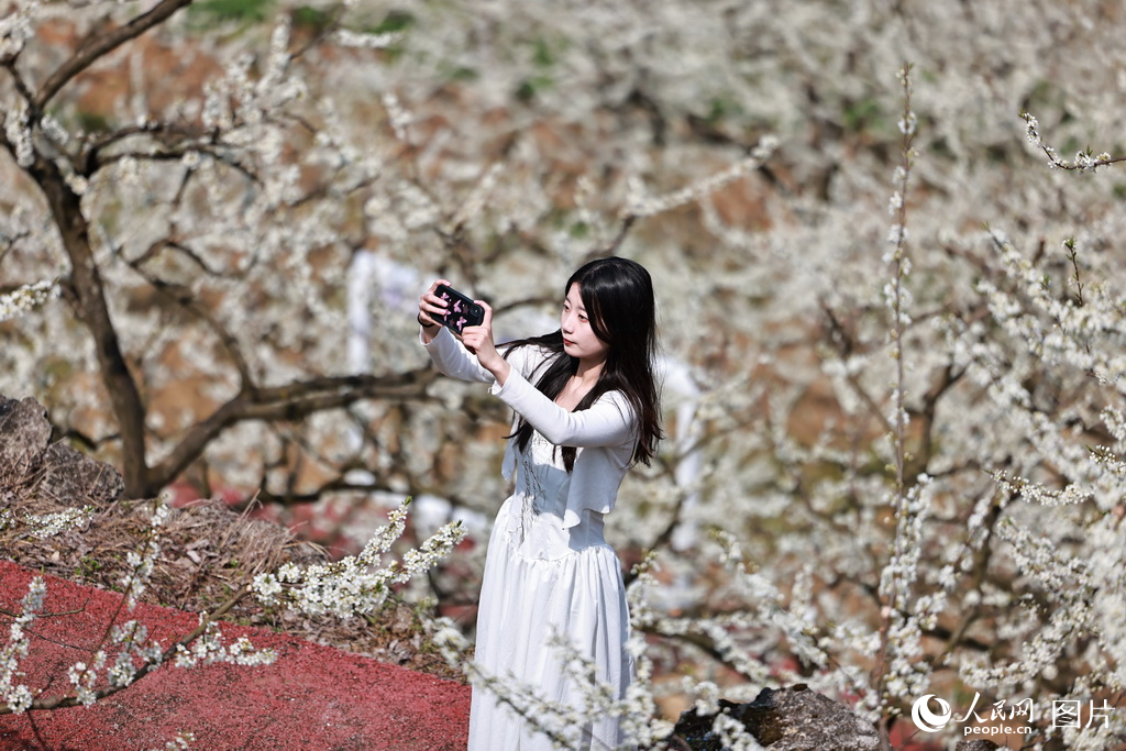 3月22日，游客在重慶市巫溪縣通城鎮長桂村拍照賞花。