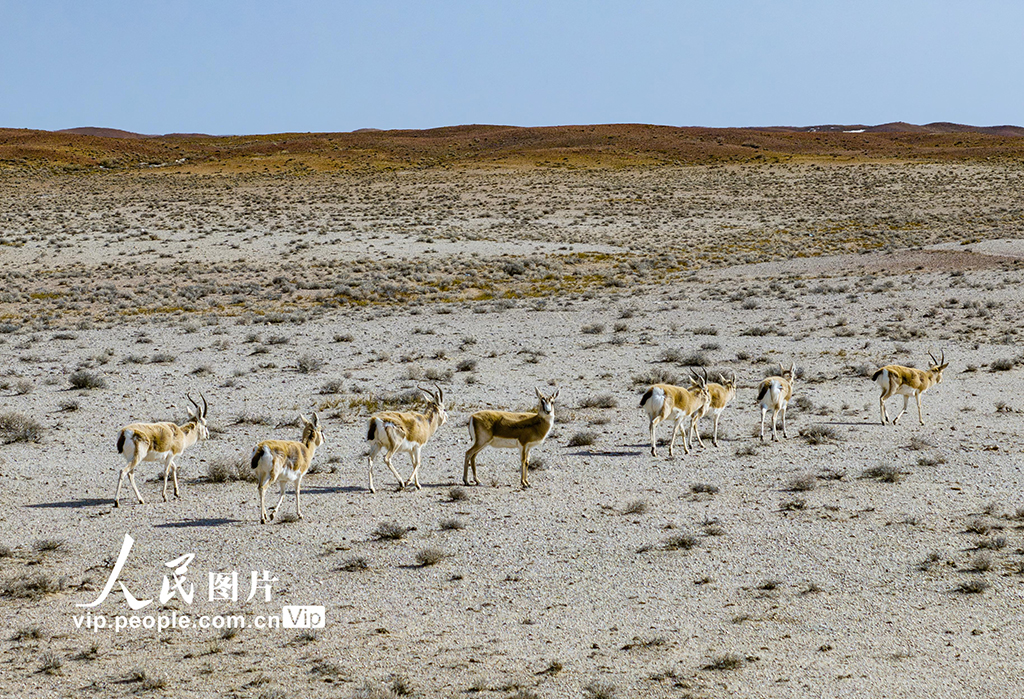 新疆奇台：成群鵝喉羚現身戈壁