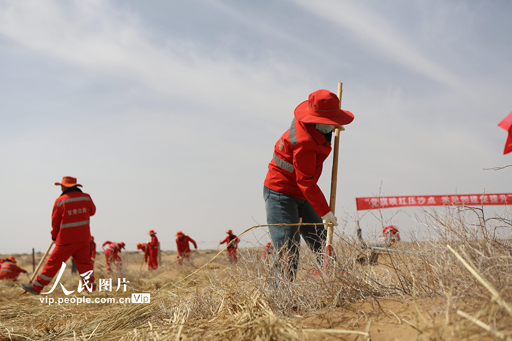 甘肅民勤：封沙育草護公路【3】
