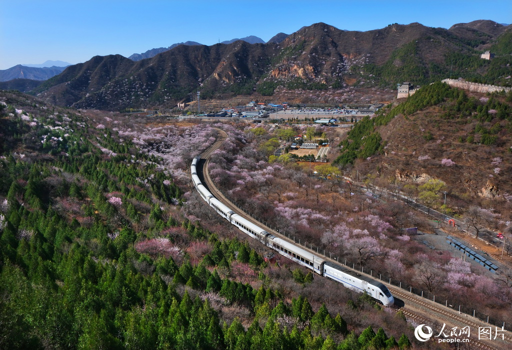 3月28日，北京居庸關長城腳下鐵路S2線旅客列車徜徉於花海之中。
