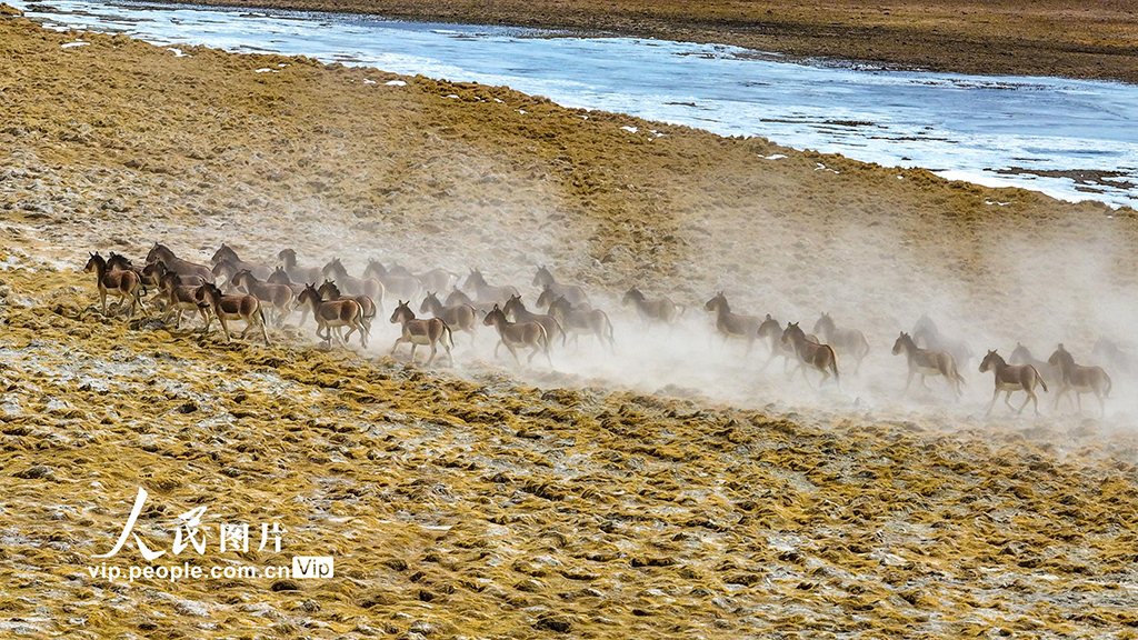西藏阿裡：雪山下的藏野驢