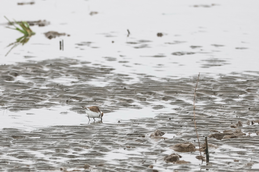 3月31日，水鳥在浦東南匯東灘濕地覓食。