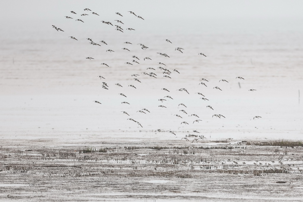 3月31日，一群水鳥在浦東南匯東灘濕地自由飛翔。