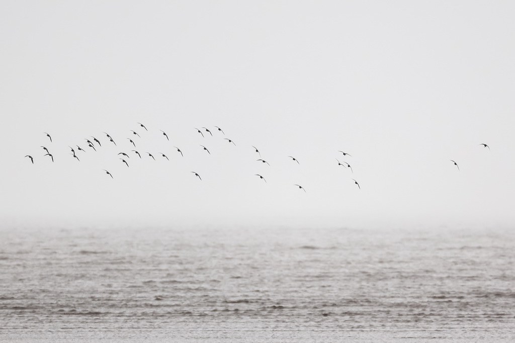 3月31日，一群水鳥在浦東南匯東灘濕地自由飛翔。