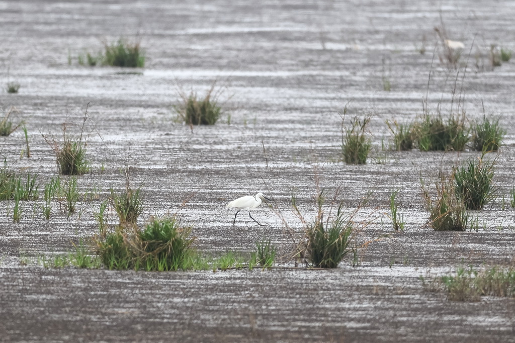 3月31日，水鳥在浦東南匯東灘濕地覓食。