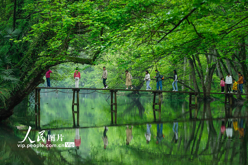 安徽黃山：生態旅游 春意盎然