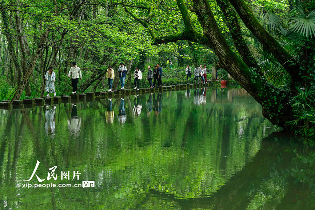 安徽黃山：生態旅游 春意盎然【3】