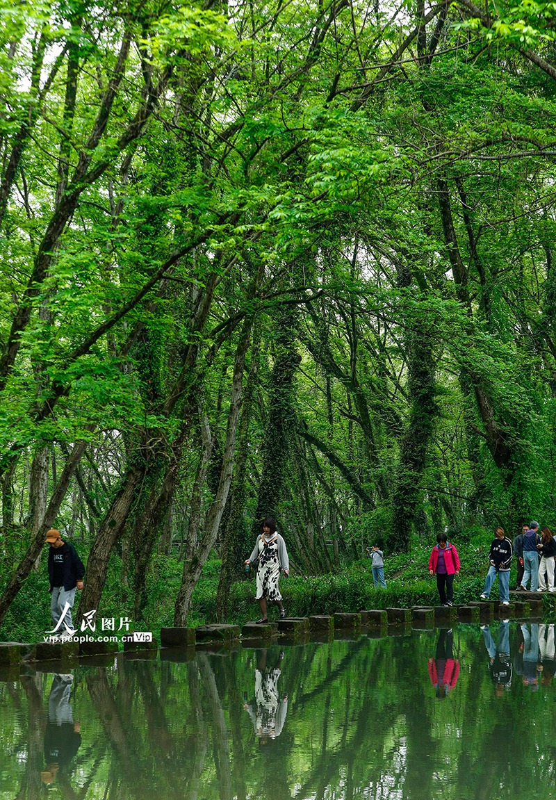 安徽黃山：生態旅游 春意盎然【5】