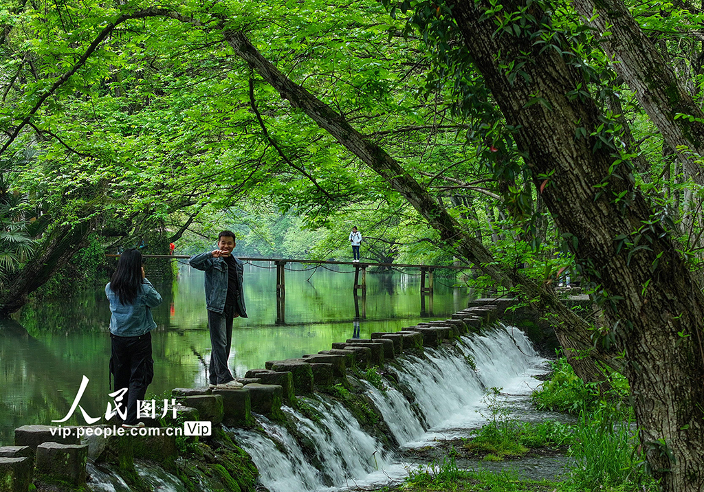 安徽黃山：生態旅游 春意盎然【8】