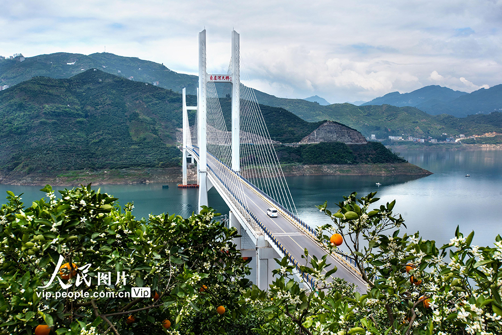 湖北秭歸：花果同枝【5】