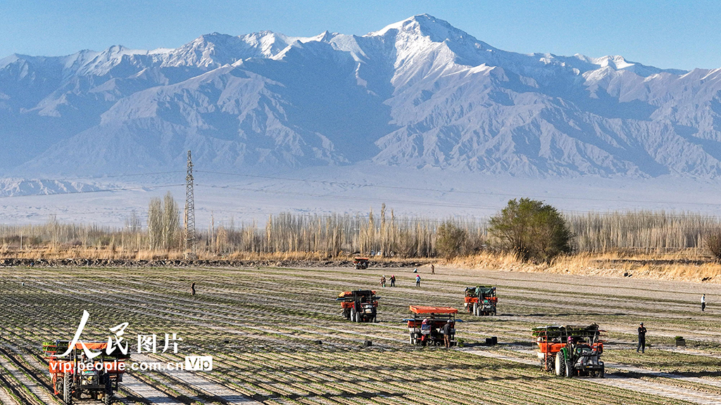  Xinjiang Corps: Hot Pepper Transplanting Busy