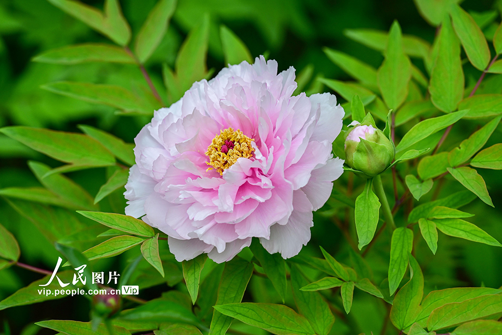 河南洛陽：“太空牡丹”花開正艷【5】