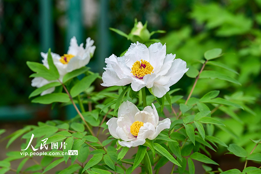 河南洛陽：“太空牡丹”花開正艷【6】