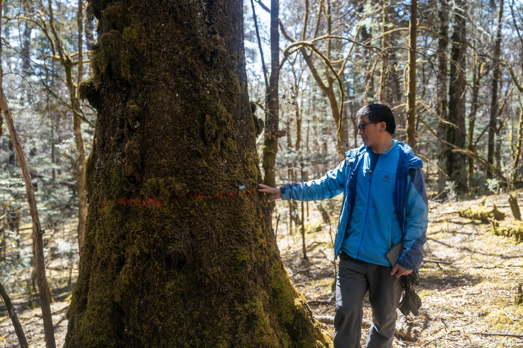 麗江高山植物園工程師范中玉在雲杉坪大樣地內查看一棵杉樹（3月28日攝）。新華社記者 陳欣波 攝