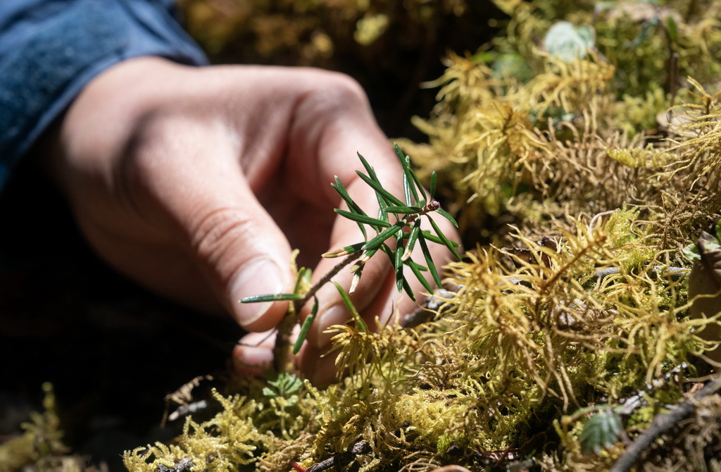 這是3月28日在麗江高山植物園雲杉坪大樣地內拍攝的一株野生杉樹幼苗。新華社記者 陳欣波 攝