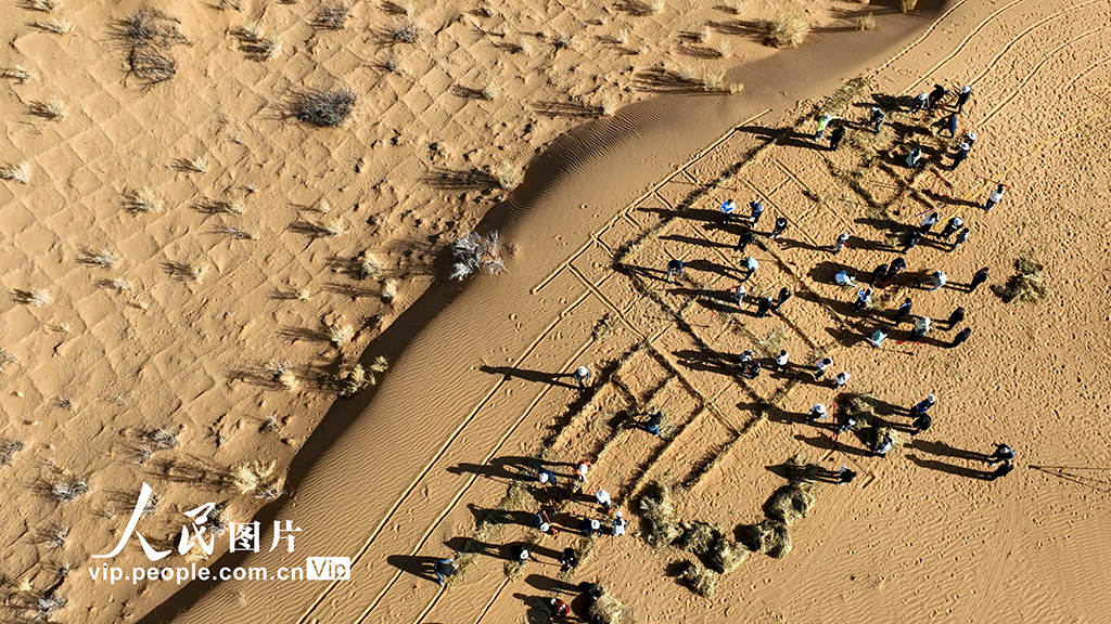 甘肅張掖：大學生學治沙把實踐課開在荒漠裡