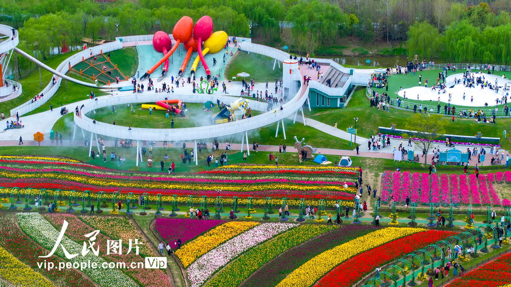2024年4月13日，游客在江蘇省鹽城市大豐區荷蘭花海景區內賞花游玩。