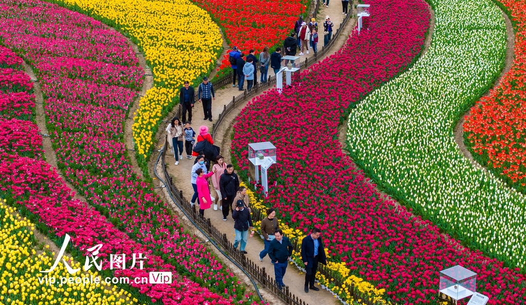 2024年4月13日，游客在江蘇省鹽城市大豐區荷蘭花海景區內賞花游玩。