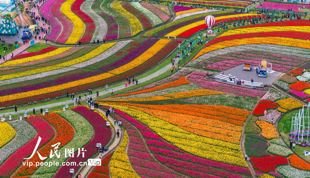 2024年4月13日，游客在江蘇省鹽城市大豐區荷蘭花海景區內賞花游玩。
