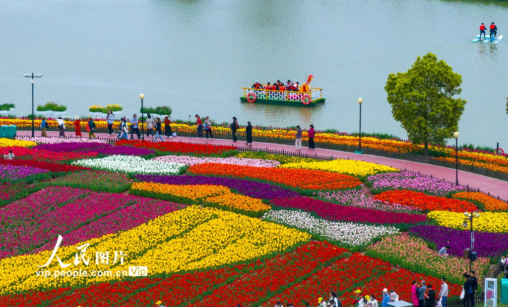 2024年4月13日，游客在江蘇省鹽城市大豐區荷蘭花海景區內賞花游玩。