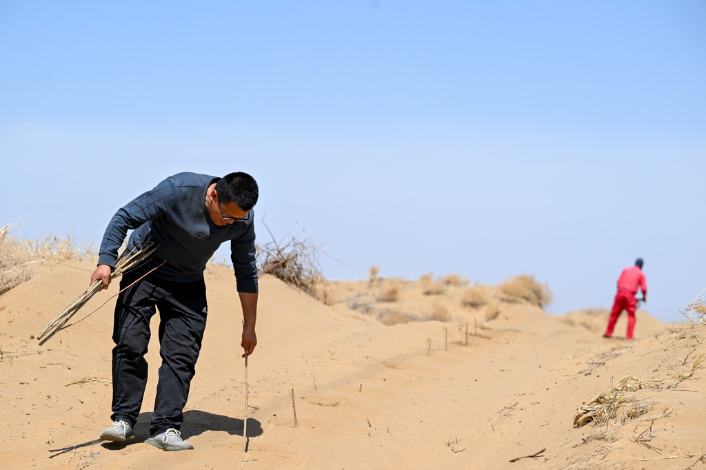 4月11日，馮慧在達拉特旗境內的庫布其沙漠裡種植沙柳苗。新華社記者 梁婉珊 攝