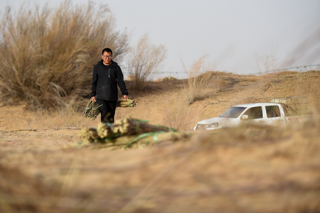 4月10日，馮慧在達拉特旗境內的庫布其沙漠裡搬運沙柳苗。新華社記者 梁婉珊 攝