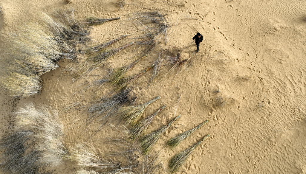 4月10日，馮慧走在達拉特旗境內的庫布其沙漠中（無人機照片）。新華社記者 貝赫 攝