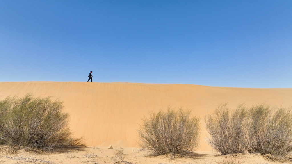 4月11日，馮慧行走在達拉特旗境內的庫布其沙漠裡（無人機照片）。新華社記者 貝赫 攝