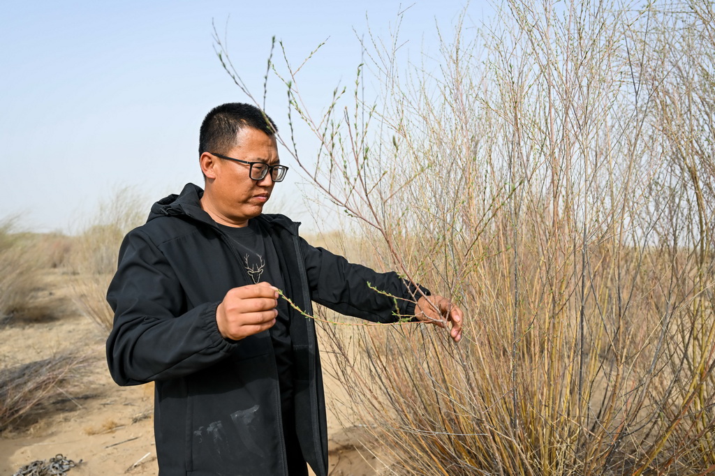 4月10日，馮慧在達拉特旗境內的庫布其沙漠裡查看沙柳長出的新葉。新華社記者 李志鵬 攝