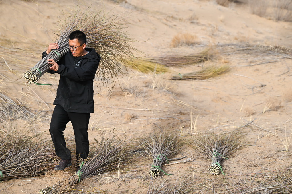 4月10日，馮慧在達拉特旗境內的庫布其沙漠裡搬運平茬后的沙柳條。新華社記者 貝赫 攝