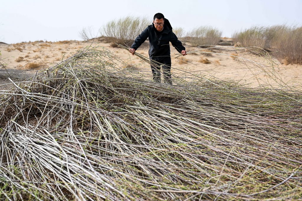 4月10日，馮慧在達拉特旗境內的庫布其沙漠裡整理平茬后的沙柳條。新華社記者 李志鵬 攝