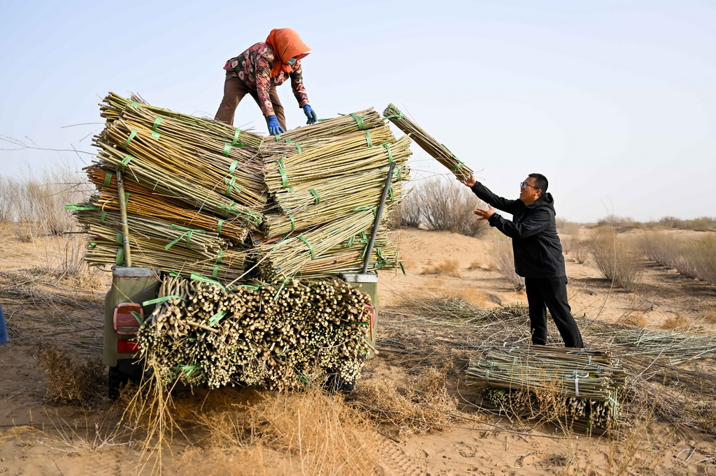 4月10日，馮慧（右）在達拉特旗境內的庫布其沙漠裡將沙柳苗裝車。新華社記者 李志鵬 攝