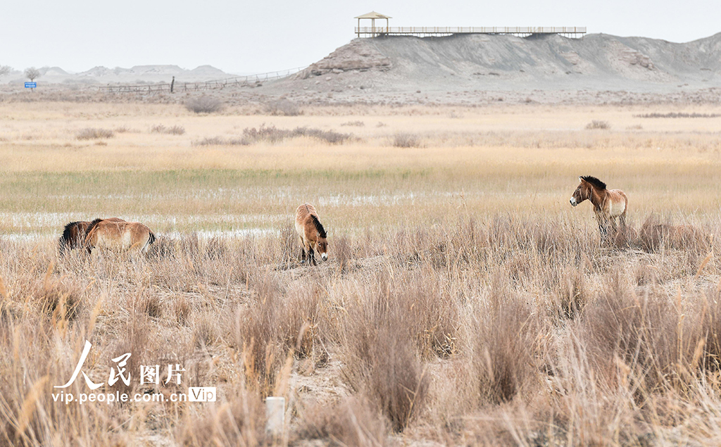 Dunhuang, Gansu: The wild horse of Pushi was released naturally