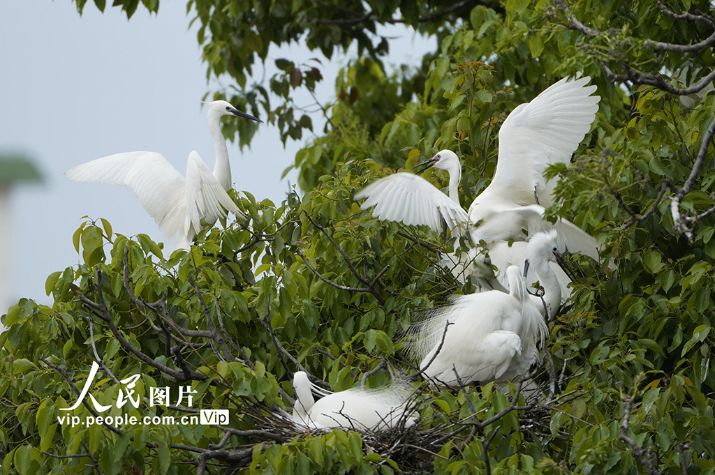  Changxing, Zhejiang: Ecological Egret Flying