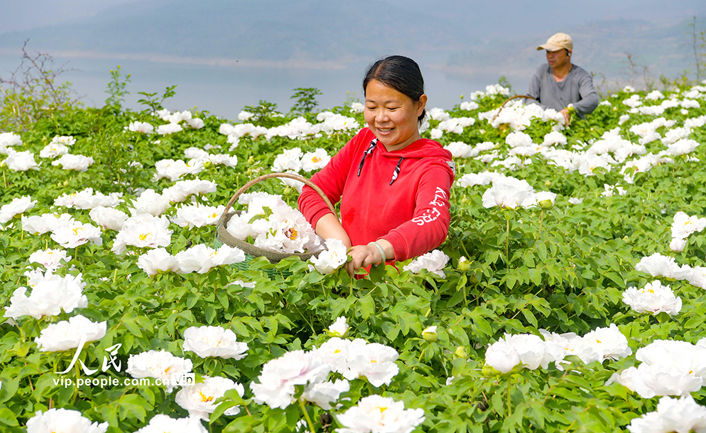  Luoyang, Henan Province: "Getting Rich Flowers" Bloom on the Bank of the Yellow River