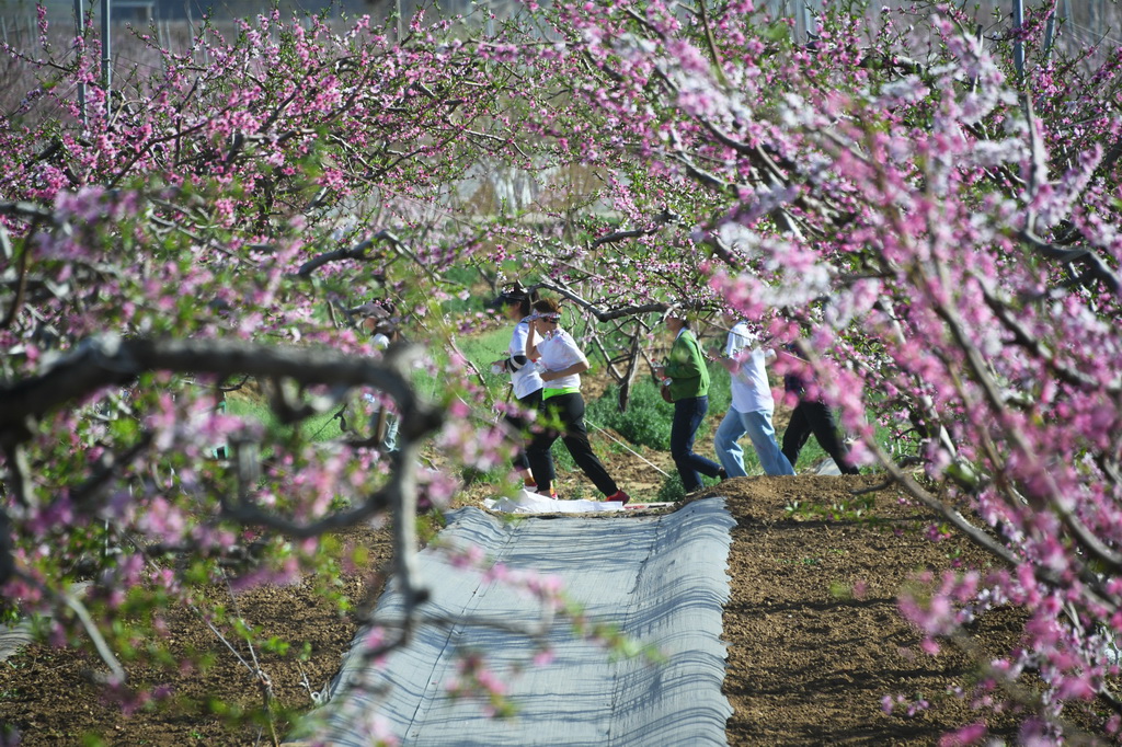 4月15日，市民參與第二十六屆北京平谷國際桃花節系列活動“桃花節彩虹跑”。