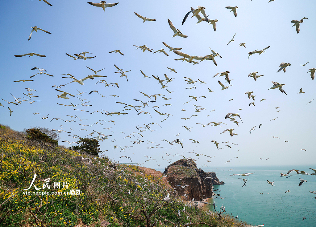 2024年4月18日，大量的黑尾鷗在山東省榮成市海驢島上空盤旋。