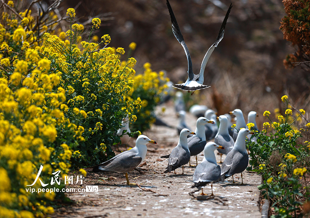 2024年4月18日，在山東省榮成市海驢島，黑尾鷗在油菜花叢間棲息。
