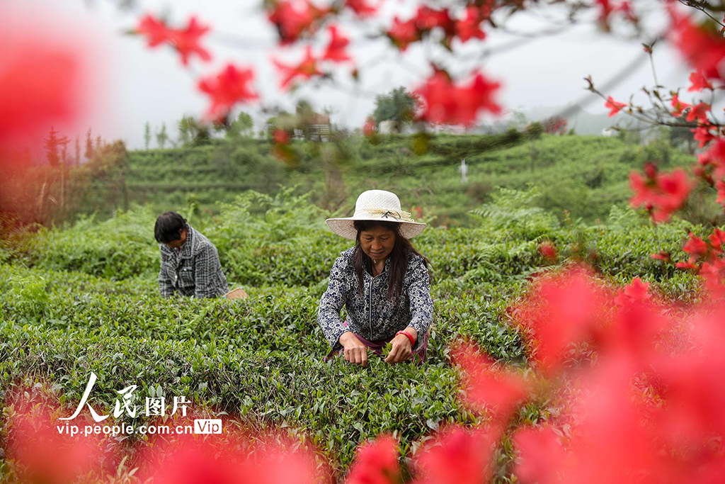 貴州貴陽：杜鵑花間採茶忙