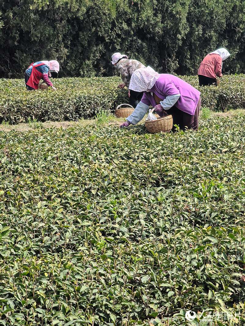 4月19日，茶農在山東日照瀚林春茶園茶園採茶。