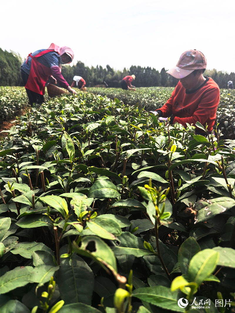 4月19日，茶農在山東日照瀚林春茶園茶園採茶。